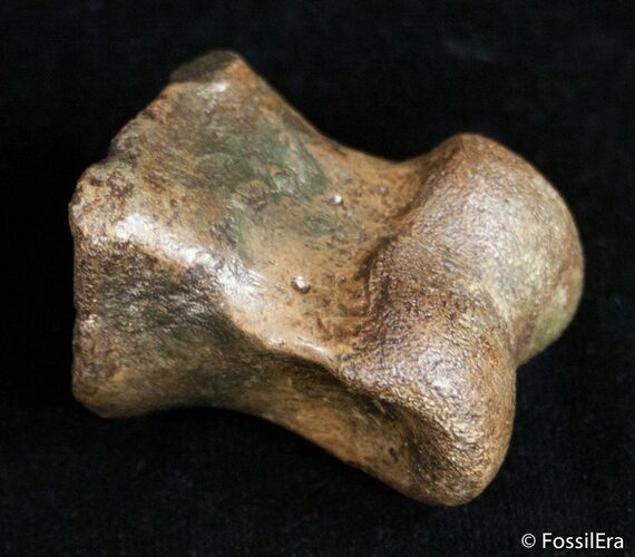 Well Preserved Theropod Toe Bone - Hell Creek #2995